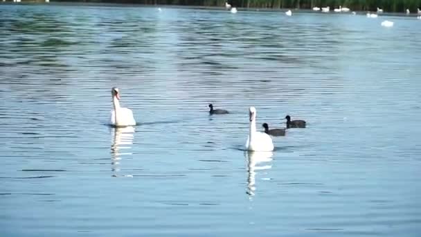 池にいるスワン スワンの家族が池で泳いでいる ナンバーワン — ストック動画