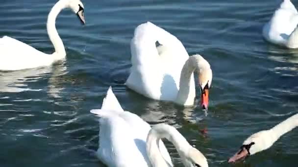 池塘里的天鹅一群天鹅在池塘里游泳 — 图库视频影像