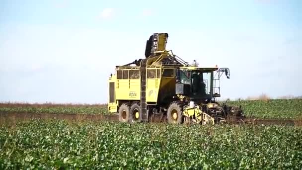 ウクライナビニッツァ 2023 ローディングビート収穫 畑でビートを収穫する ビート収穫装置 ナンバーワン — ストック動画