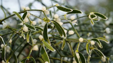 Frosty berries in the garden. The icy hoarfrost covered the bushes, herbs, and berries. Rosehip. Rowan. Mistletoe. Winter weather. Picturesque winter view with frosty leaves. Christmas background.