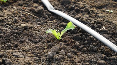 Yeşil salata bir serada yetişir. Küçük, sağlıklı ve biyo-gıda işi. n