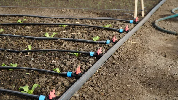 drip irrigation. Green seedlings growing in the drip system. n