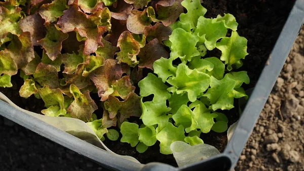 green salad grows in a greenhouse. Small healthy and bio food business. n