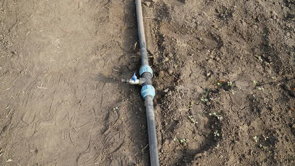 drip irrigation. Green seedlings growing in the drip system. n