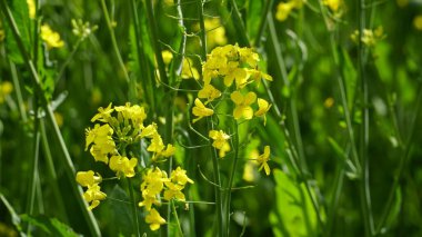 Tecavüz tarlası. Arkaplan dokusu: sarı kolza tohumu tarlası ve mavi gökyüzü. Pankart. Tarım, hasat, tarım ürünleri ihracatı. n