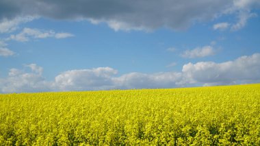 Tecavüz tarlası. Arkaplan dokusu: sarı kolza tohumu tarlası ve mavi gökyüzü. Pankart. Tarım, hasat, tarım ürünleri ihracatı. n