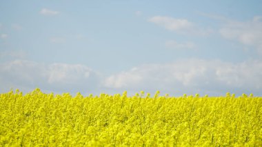 Tecavüz tarlası. Arkaplan dokusu: sarı kolza tohumu tarlası ve mavi gökyüzü. Pankart. Tarım, hasat, tarım ürünleri ihracatı. n