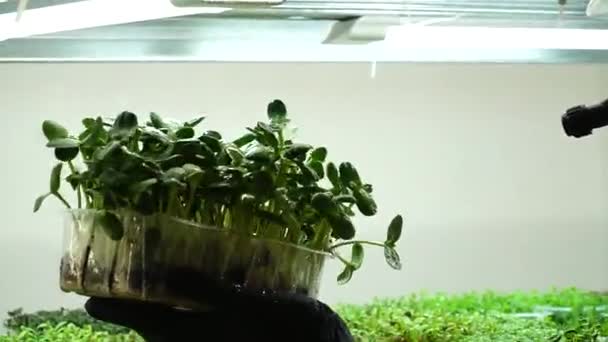 Semis Microgreens Pour Une Alimentation Saine Micro Pousses Vertes Avec — Video
