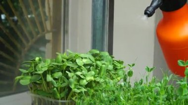 Sağlıklı beslenme için mikroyeşillik tohumları. Kökleri olan mikro yeşil lahanalar. Sağlıklı gıda, eko ürünler, diyet vejetaryen gıdalar, vejetaryenlik, yaşam tarzı. n