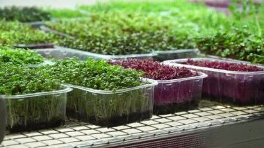 Sağlıklı beslenme için mikroyeşillik tohumları. Kökleri olan mikro yeşil lahanalar. Sağlıklı gıda, eko ürünler, diyet vejetaryen gıdalar, vejetaryenlik, yaşam tarzı. n