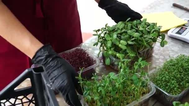 Plantor Mikrogröna För Hälsosam Kost Mikrogröna Groddar Med Rötter Begreppet — Stockvideo