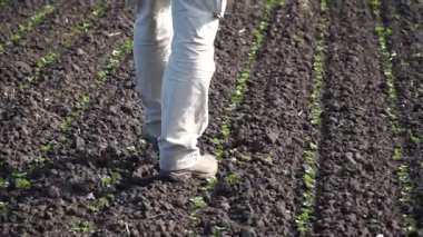 Agronomist ya da çiftçi Canola Field 'ı teftiş ediyor. Çiftçi tarlada kış kolza tohumlarının büyümesini inceliyor..