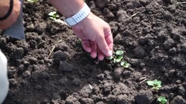 Agronomist ya da çiftçi Canola Field 'ı teftiş ediyor. Çiftçi tarlada kış kolza tohumlarının büyümesini inceliyor..