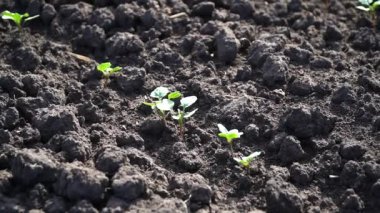 Kolza. Kış tecavüz bitkilerinin sonbahar yeşili tarlası. Kış tecavüzünün gençlik fotoğrafları.