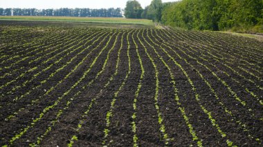 Kışın tarlada kolza tohumu yetişir..