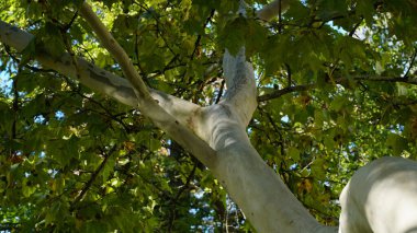 Gövde, ağaç kabuğu, yapraklar ve Amerikan, Londra uçak ağacı olarak da bilinen Platanus bataryasının meyveleri. Çınar ağacının kabuğu. Akçaağaç. Sycamore. Ağaç gövdesinin farklı renkleri. Platan.