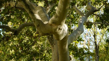 Gövde, ağaç kabuğu, yapraklar ve Amerikan, Londra uçak ağacı olarak da bilinen Platanus bataryasının meyveleri. Çınar ağacının kabuğu. Akçaağaç. Sycamore. Ağaç gövdesinin farklı renkleri. Platan.