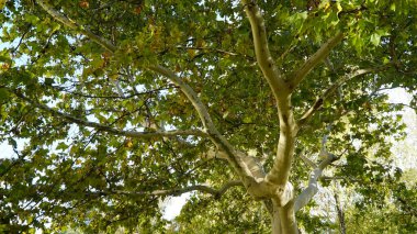 The trunk, bark, leaves and fruits of Platanus occidentalis, also known as the American, London plane tree. Bark of the sycamore tree. Maple. Sycamore. Different colors of the tree trunk. Platan. clipart