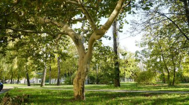 Gövde, ağaç kabuğu, yapraklar ve Amerikan, Londra uçak ağacı olarak da bilinen Platanus bataryasının meyveleri. Çınar ağacının kabuğu. Akçaağaç. Sycamore. Ağaç gövdesinin farklı renkleri. Platan.