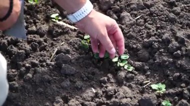 Agronomist ya da çiftçi Canola Field 'ı teftiş ediyor. Çiftçi tarlada kış kolza tohumlarının büyümesini inceliyor..