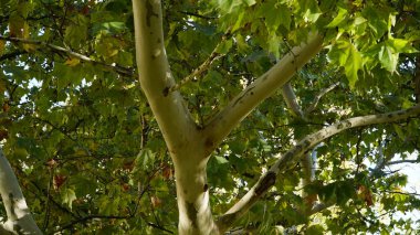 The trunk, bark, leaves and fruits of Platanus occidentalis, also known as the American, London plane tree. Bark of the sycamore tree. Maple. Sycamore. Different colors of the tree trunk. Platan. clipart