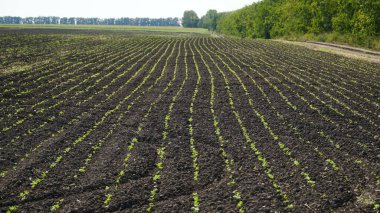 Tecavüz. Sonbahar tarlasında kış tecavüzü büyüyor. Brassica napus.