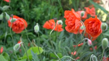 Haşhaş tarlası açan gelincikler. Vahşi kırmızı gelincikler. Yaz çiçekli arka plan. Doğa konsepti. n