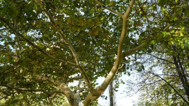 Gövde, ağaç kabuğu, yapraklar ve Amerikan, Londra uçak ağacı olarak da bilinen Platanus bataryasının meyveleri. Çınar ağacının kabuğu. Akçaağaç. Sycamore. Ağaç gövdesinin farklı renkleri. Platan.