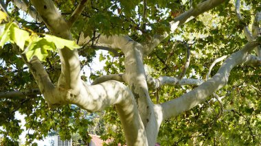 Gövde, ağaç kabuğu, yapraklar ve Amerikan, Londra uçak ağacı olarak da bilinen Platanus bataryasının meyveleri. Çınar ağacının kabuğu. Akçaağaç. Sycamore. Ağaç gövdesinin farklı renkleri. Platan.