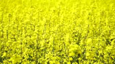 Colza. Rapeseed. Brassica napus. A blooming rapeseed field on a sunny day. The wind flutters yellow rapeseed flowers. A rich crop of blooming yellow rapeseed with a blue sky and clouds.