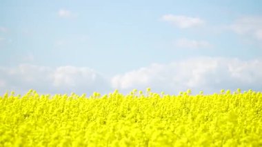 Colza. Rapeseed. Brassica napus. A blooming rapeseed field on a sunny day. The wind flutters yellow rapeseed flowers. A rich crop of blooming yellow rapeseed with a blue sky and clouds.