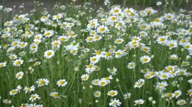 Papatya çayı. Papatya tarlası. Çiçekler rüzgarda sallanıyor. Matricaria recutita yaygın olarak tıbbi ve kozmetik amaçlar için kullanılan bir bitkidir..
