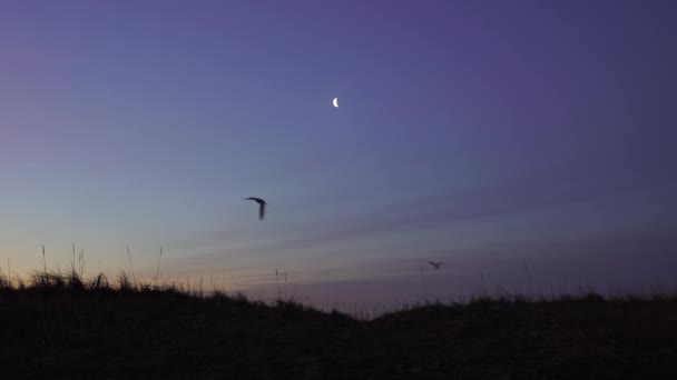 Birds Flying Crescent Moon Early Morning — Stockvideo