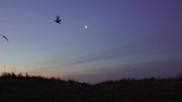 Birds Flying Crescent Moon Early Morning Iceland Calm Breeze — 图库视频影像