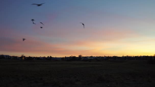 Птицы Летают Над Домами Рано Утром Рейкьявик Исландия — стоковое видео