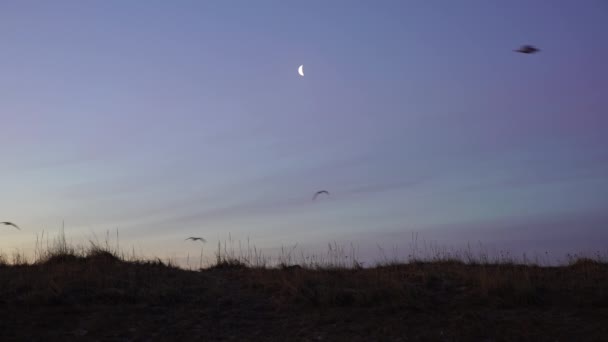 Bird Flock Flying Crescent Moon — 图库视频影像