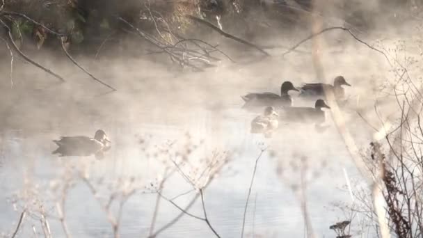 Ducks Misty Wetlands Early Morning Iceland — Stockvideo