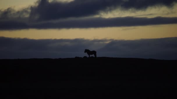 Cavallo Solitario All Orizzonte Campagna Islandese — Video Stock
