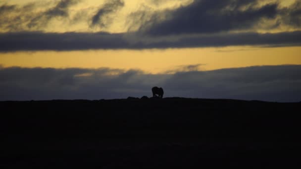 Samotny Koń Horyzoncie Islandzka Wieś — Wideo stockowe