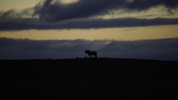 Лошадь Горизонте Исландская Сельская Местность — стоковое видео