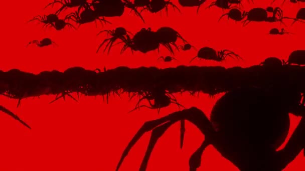 Pavoučí Animace Pro Strašidelný Dům Halloween — Stock video