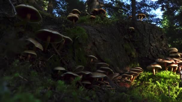 森林中的大蘑菇斑块 — 图库视频影像