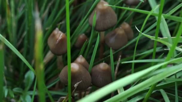 Liberty Cap Magic Psilocybe Mushrooms — Stock Video