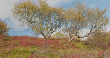 Thingvellir Parkı İzlanda Sonbahar huş ağaçları renkli tepenin üzerinde