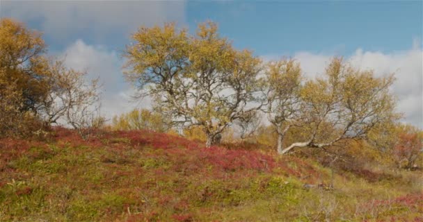 Thingvellir Park Island Herbst Bunte Landschaft — Stockvideo