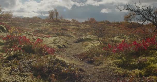 Thingvellir Islanda Bassa Terra Paesaggio Autunnale Verso Sole — Video Stock