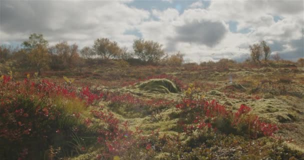 Thingvellir Island Niedrig Boden Herbst Landschaft Regen Tropfen Der Sonne — Stockvideo