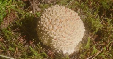 Amanita Muscaria mantarı. Detaylı puslu parıltı.