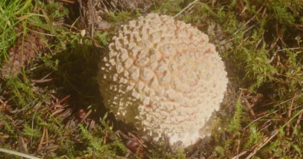 天鹅座蘑菇萌芽细腻的朦胧光芒 — 图库视频影像