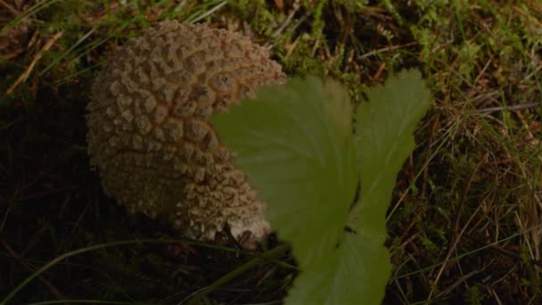 在晨光的叶后发芽的蘑菇 — 图库视频影像